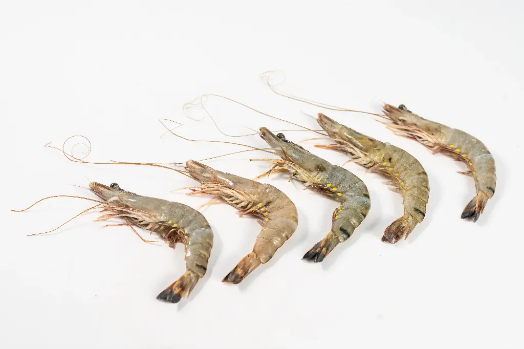 Bagda Chingri - 2 Kg