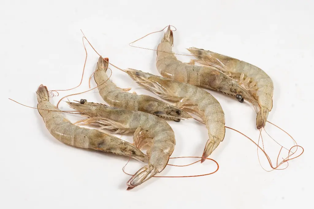 Chapra Chingri - 2 Kg