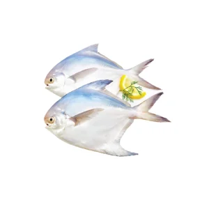Pomfret - 2 Kg