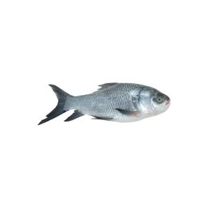 Katla Large - 2 Kg